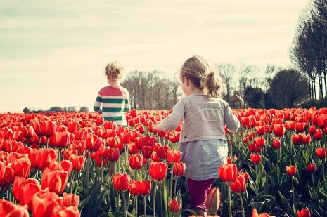 Tulip fields in Zeeland