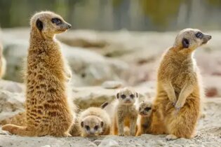 Dad and son high five next to tent