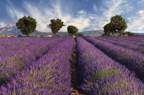 Walking and Cycling in Provence