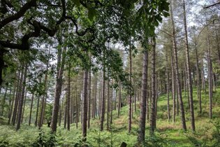 Cannock Chase AONB