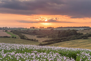 Cranborne Chase AONB