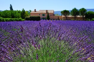 Provence lavender fields