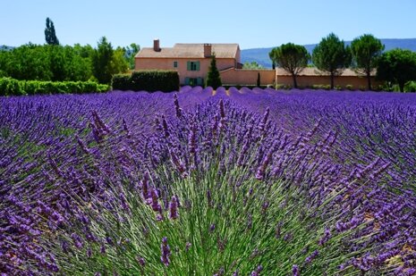 Provence lavender fields