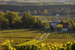 Bordeaux Vineyards