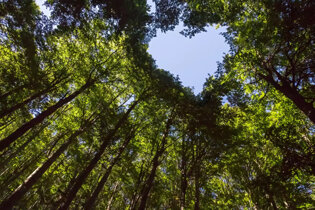 Heart shape in sky looking through tree canopies