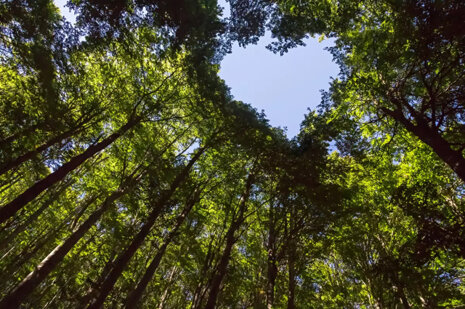 Heart shape in sky looking through tree canopies