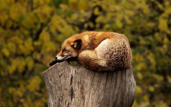 Relax in nature