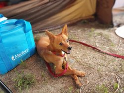 Camping with dog