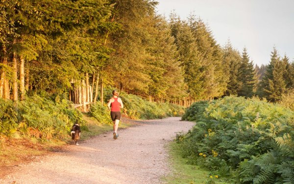 Alice Holt Forest