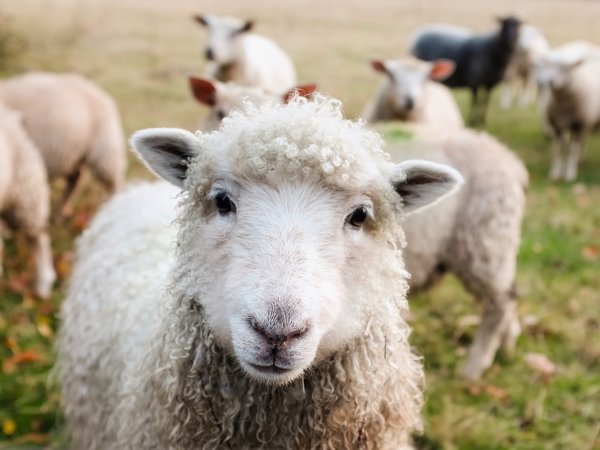 Interact with the animals
