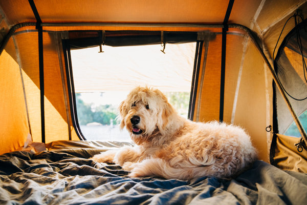 Dog in tent
