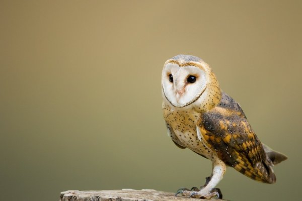 Observe a Barn Owl from a distance with binoculars from the RSPB