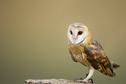 Observe a Barn Owl from a distance with binoculars from the RSPB