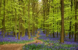 Bluebells carpet the forest at the Ashridge Estate