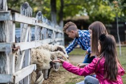 Children at petting farm
