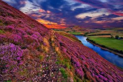 Pink heather grows on the Pentland hills near Edinburgh, moody sky