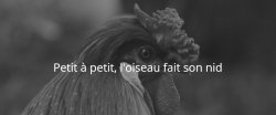 Petit à petit, l'oiseau fait son nid