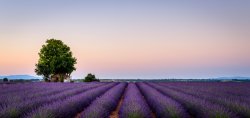 Provence lavender fields