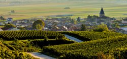 Champagne vineyards in Sacy