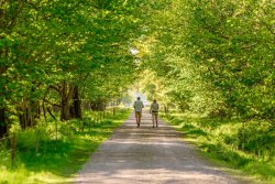 Couple walking through trees.