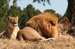 Reserve Africaine de Sigéan