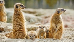 Mulhouse Zoological Park