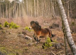 An Exmoor Pony