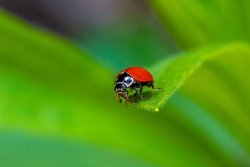 Ladybird