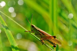 Grasshopper