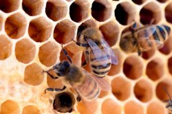 Bumblebees