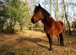 A New Forest Pony