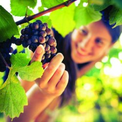 Grapes