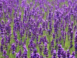 Provencal Lavender Field