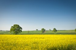 Field of rapeseed