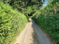 A typical Devon lane