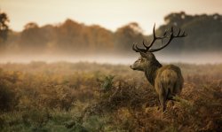 Stag among bracken on misty morning
