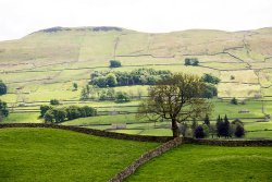 Wensleydale