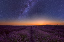 Lavender field at night in Provence