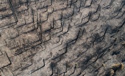 Aerial view of forest fire destruction