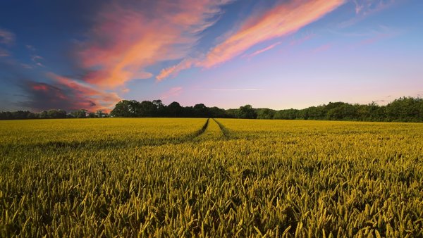 Wheat field at dusk