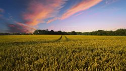 Wheat field at dusk