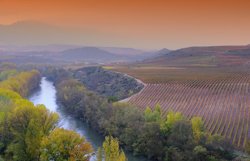 Rioja vineyards