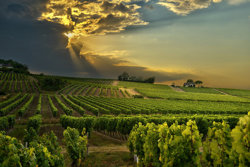Bergerac vineyards