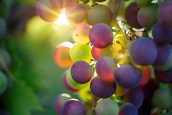 Grapes - Vineyard