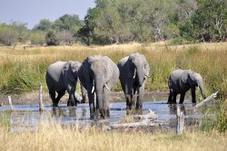 Okavango Delta