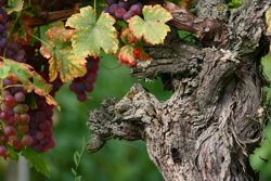 Alsace Wine Grapes