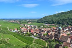 Vineyards of Kaysersberg