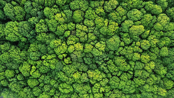 Forest from above