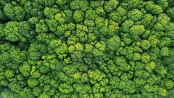 Forest from above