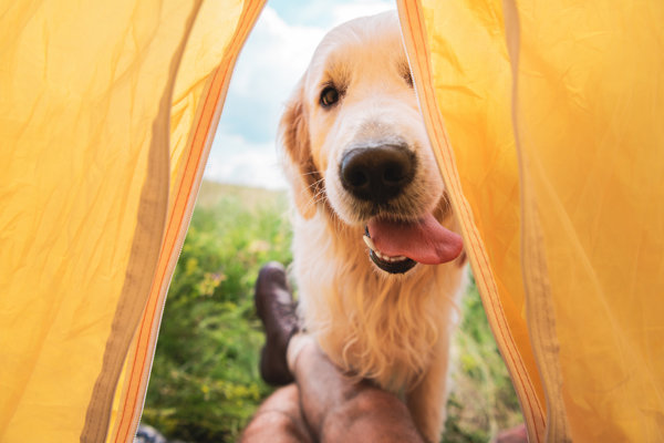 Traveller in tent with golden retriever